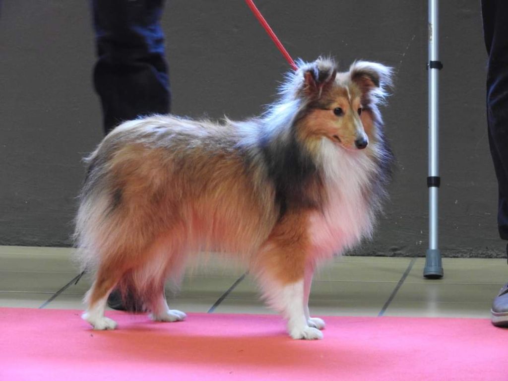 Les Shetland Sheepdog de l'affixe du Domaine des Airaudes