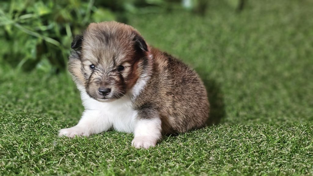 du Domaine des Airaudes - Chiot disponible  - Shetland Sheepdog