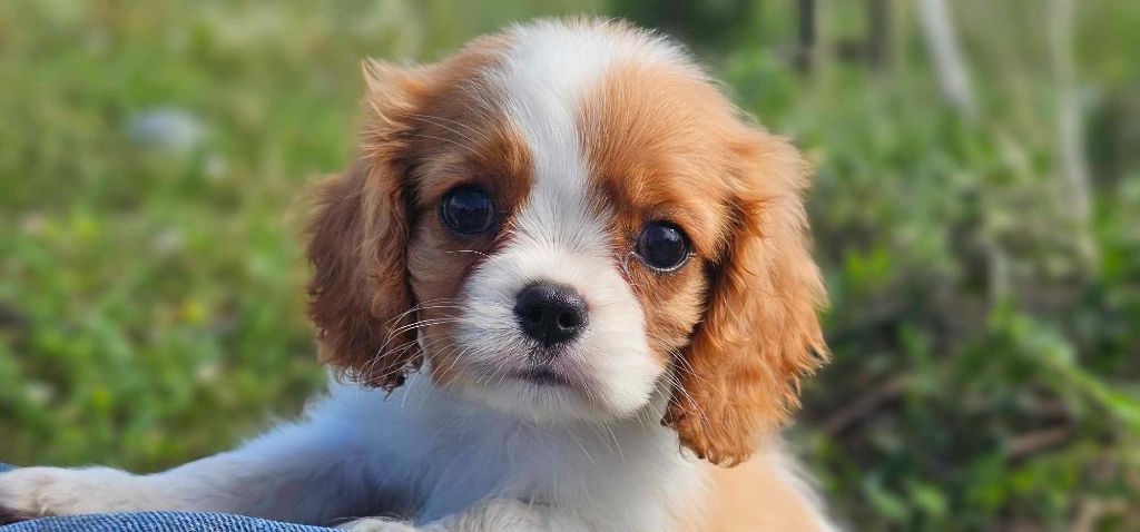 du Domaine des Airaudes - Chiot disponible  - Cavalier King Charles Spaniel