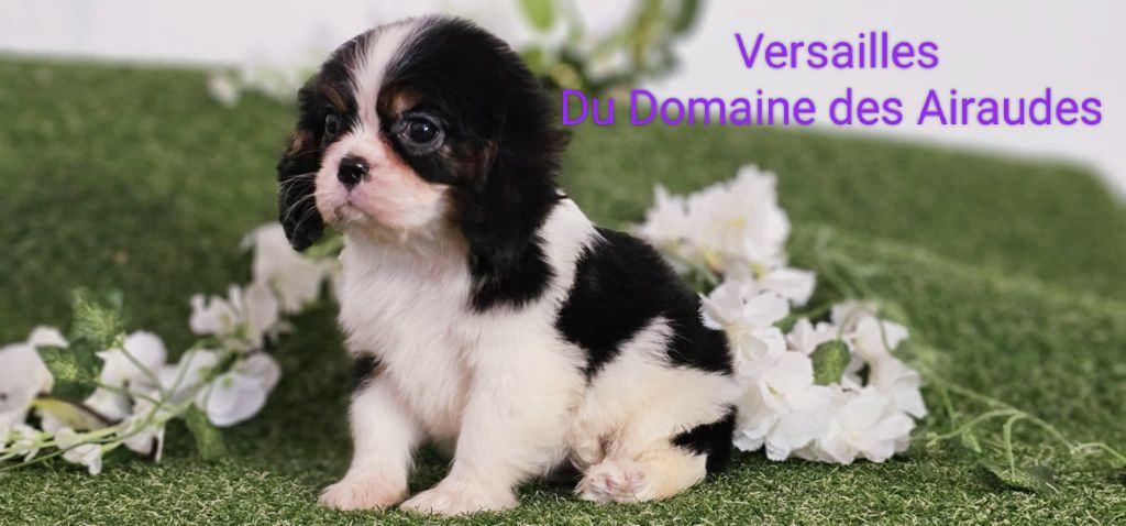 du Domaine des Airaudes - Chiot disponible  - Cavalier King Charles Spaniel