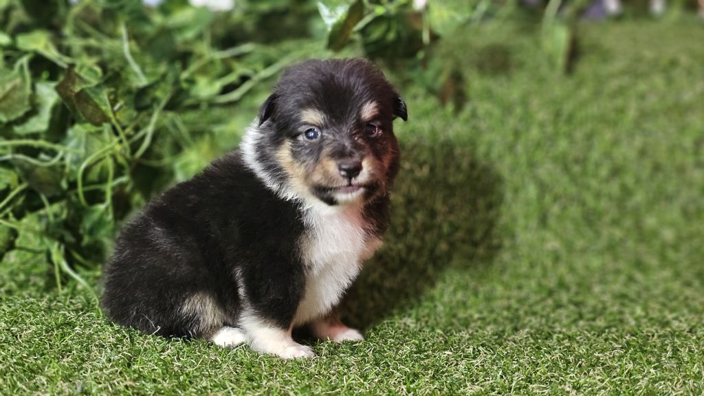 du Domaine des Airaudes - Chiot disponible  - Shetland Sheepdog