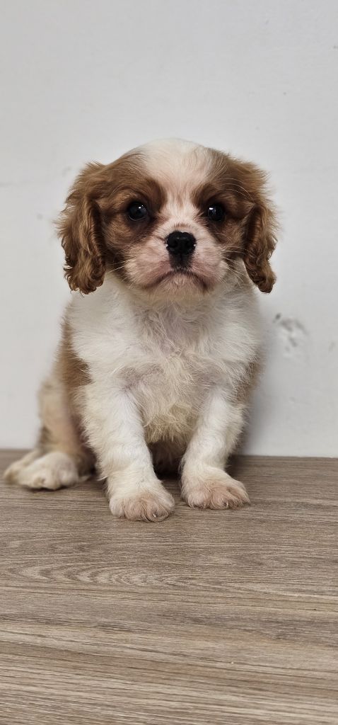 du Domaine des Airaudes - Chiot disponible  - Cavalier King Charles Spaniel