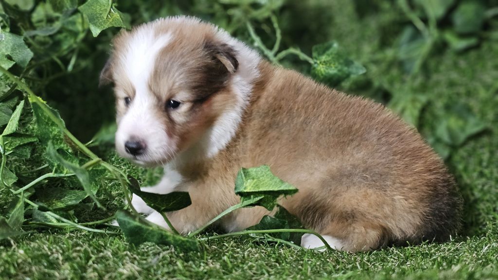 du Domaine des Airaudes - Chiot disponible  - Shetland Sheepdog