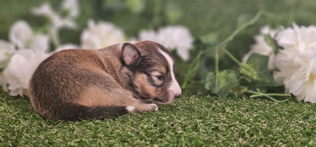 du Domaine des Airaudes - Chiot disponible  - Shetland Sheepdog