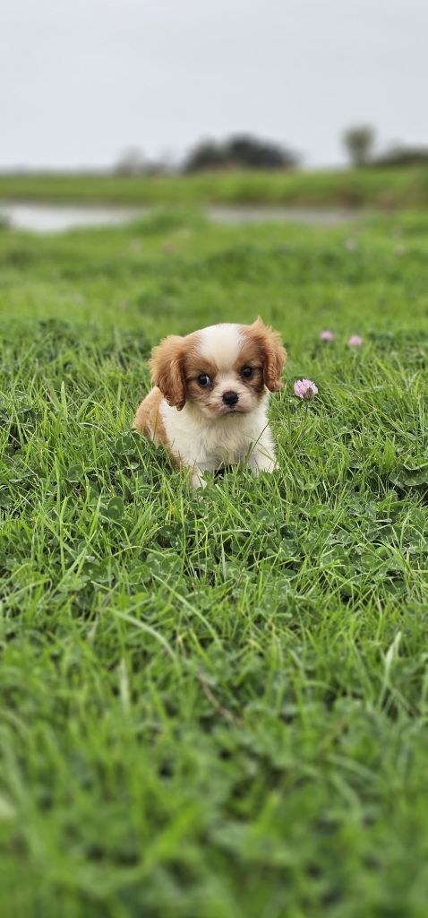 du Domaine des Airaudes - Chiot disponible  - Cavalier King Charles Spaniel