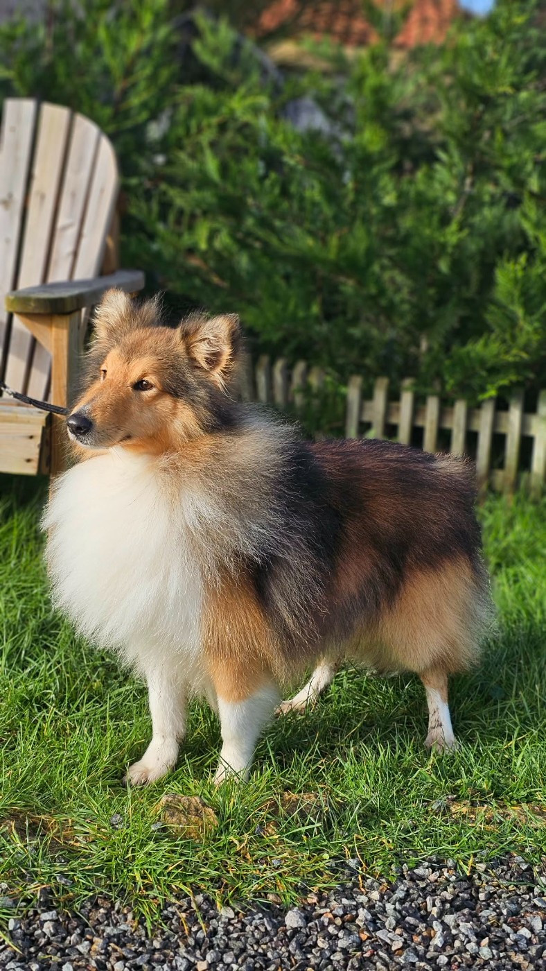 Upper mage de l'Angelarde