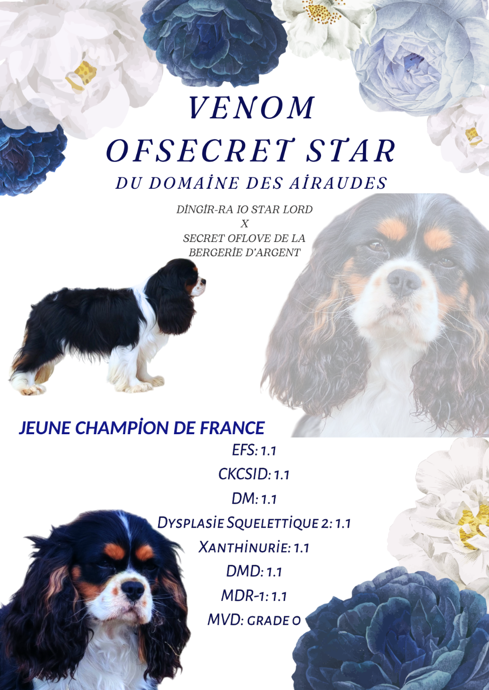 CH. Venom OfSecret Star du Domaine des Airaudes