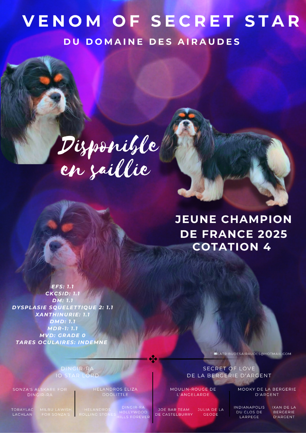 CH. Venom OfSecret Star du Domaine des Airaudes
