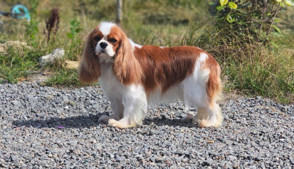 Une star est née du Domaine des Airaudes