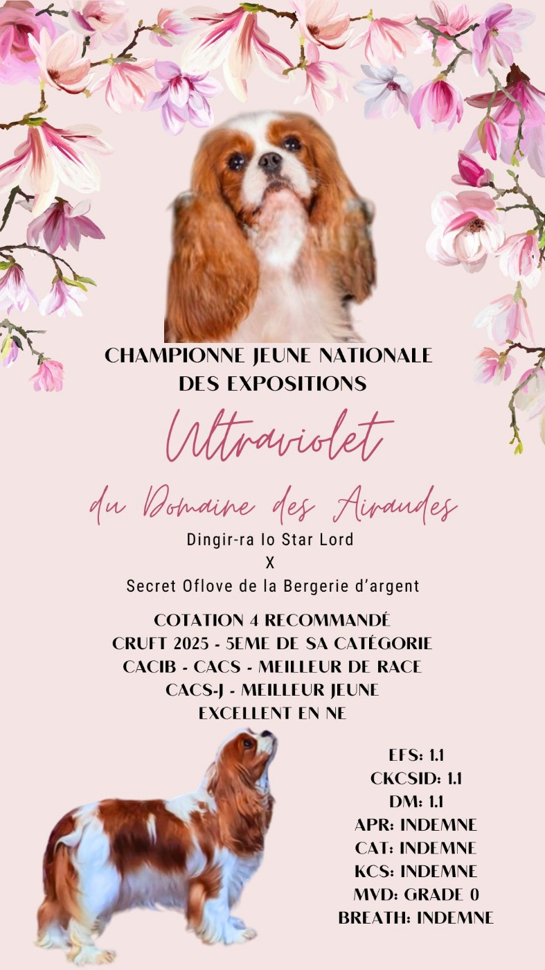 CH. Ultraviolet du Domaine des Airaudes