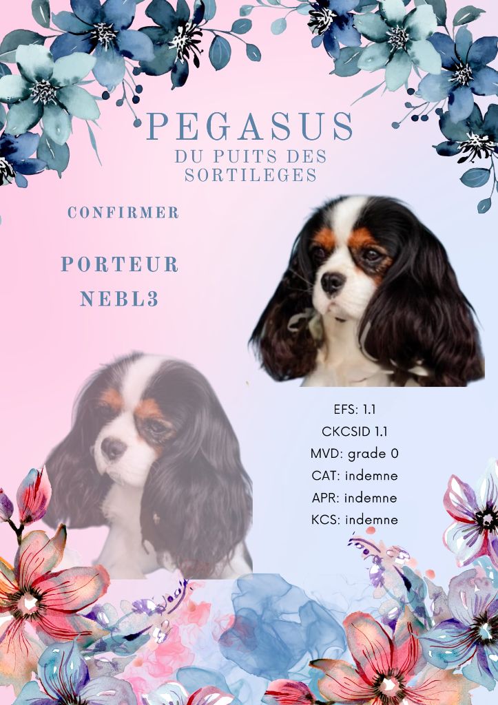 Pegasus Du puits des sortileges