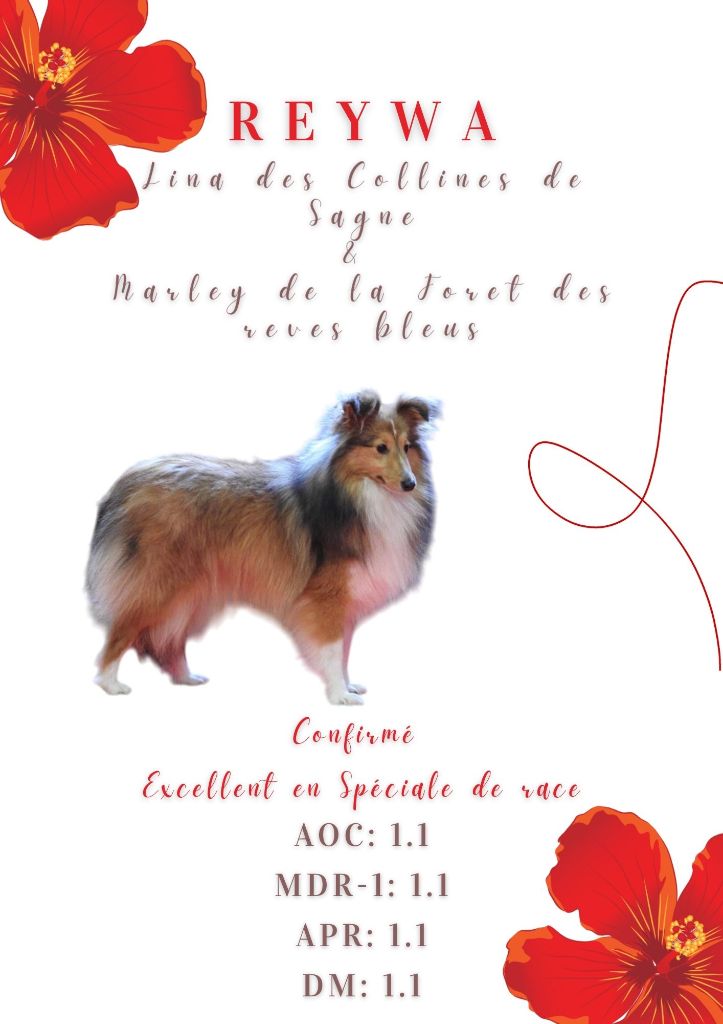 Reywa du Domaine des Airaudes