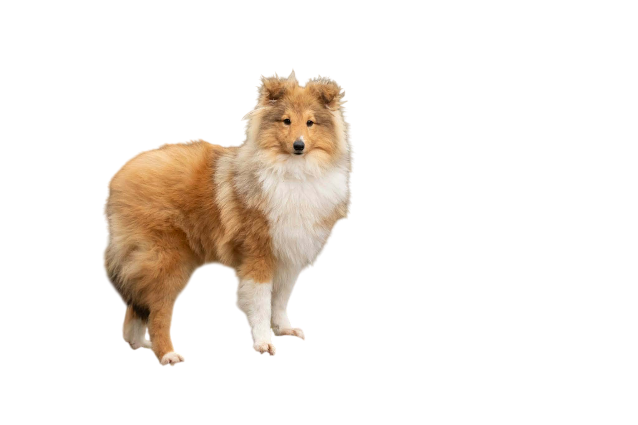 Arrison Ford colline de sagne