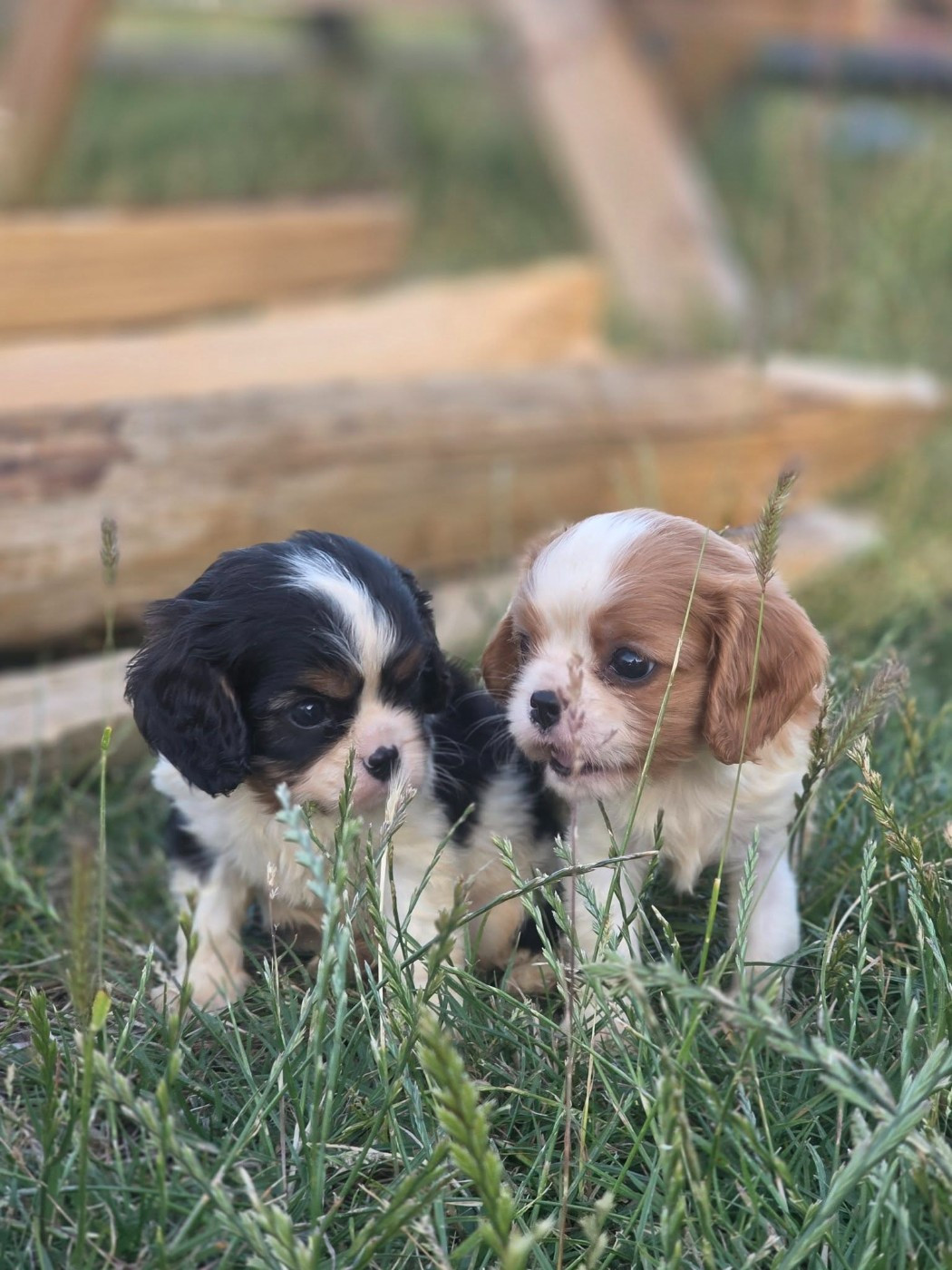 Chiot disponibles