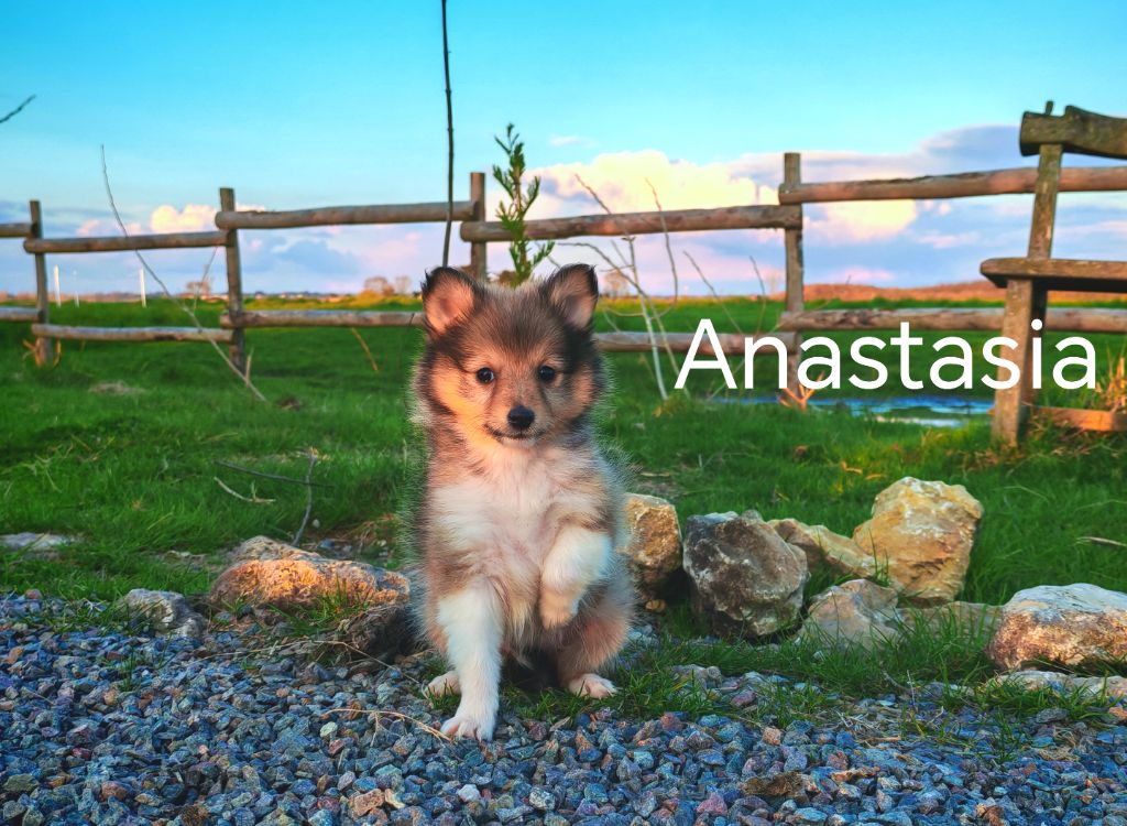 du Domaine des Airaudes - Chiots disponibles - Shetland Sheepdog