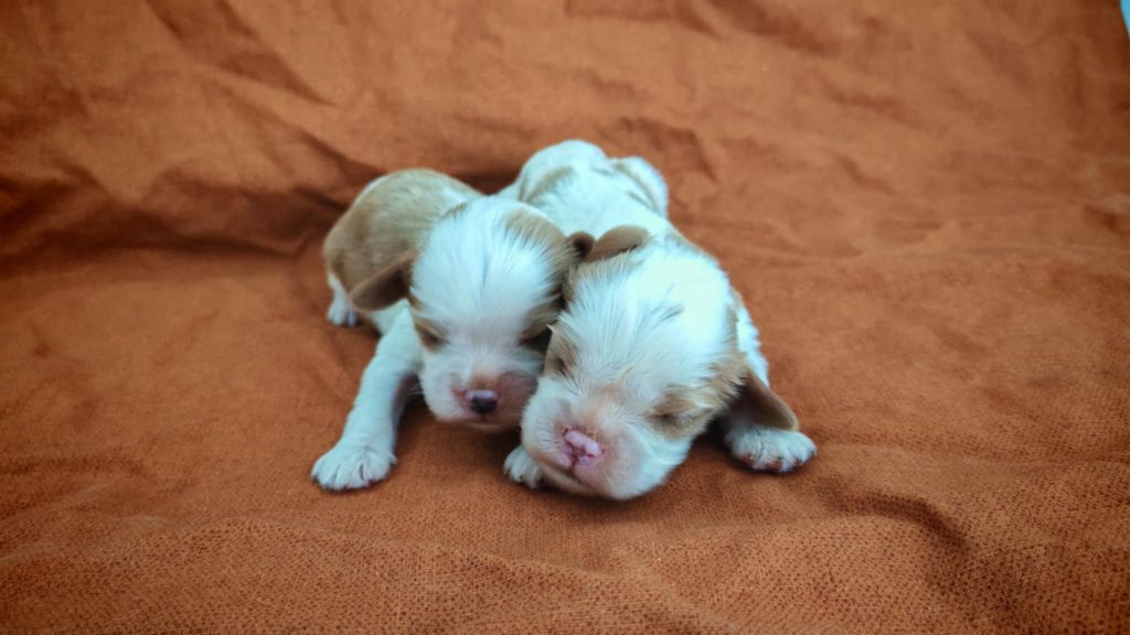 Chiot Cavalier King Charles Spaniel du Domaine des Airaudes