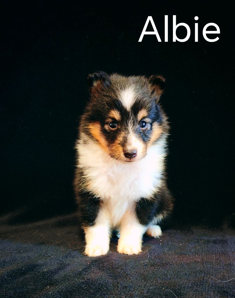 du Domaine des Airaudes - Chiots disponibles - Shetland Sheepdog