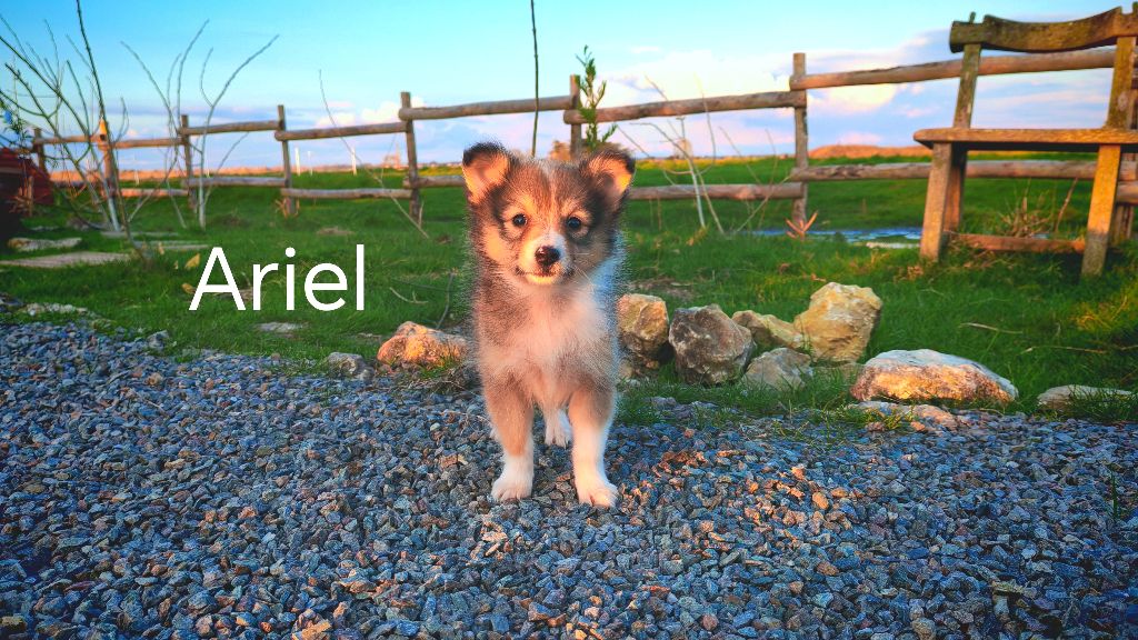 du Domaine des Airaudes - Chiots disponibles - Shetland Sheepdog