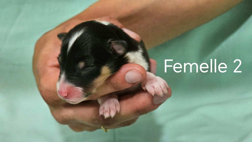 du Domaine des Airaudes - Chiots disponibles - Shetland Sheepdog
