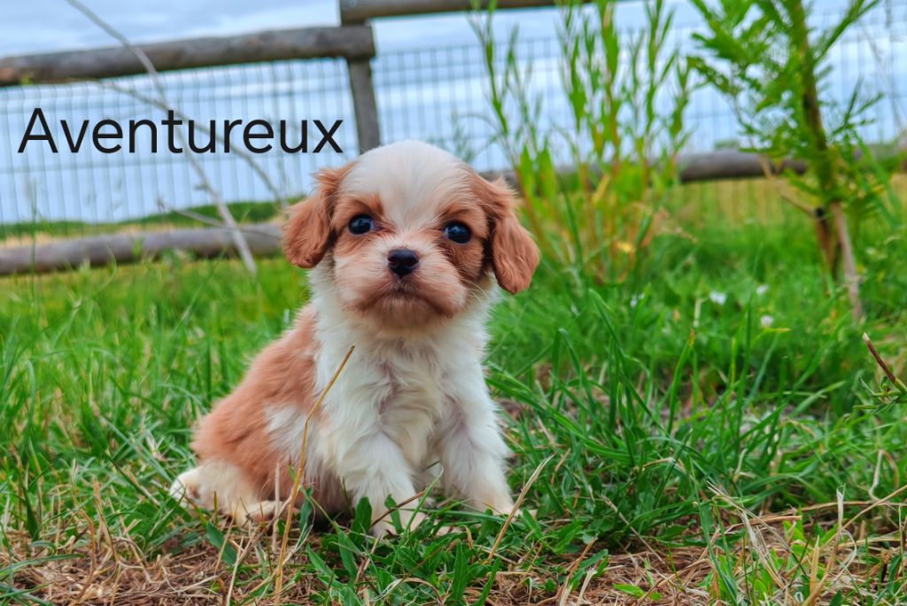du Domaine des Airaudes - Chiots disponibles - Cavalier King Charles Spaniel