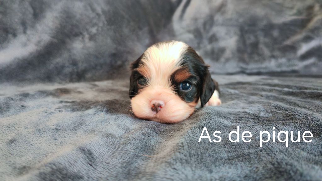 du Domaine des Airaudes - Chiots disponibles - Cavalier King Charles Spaniel
