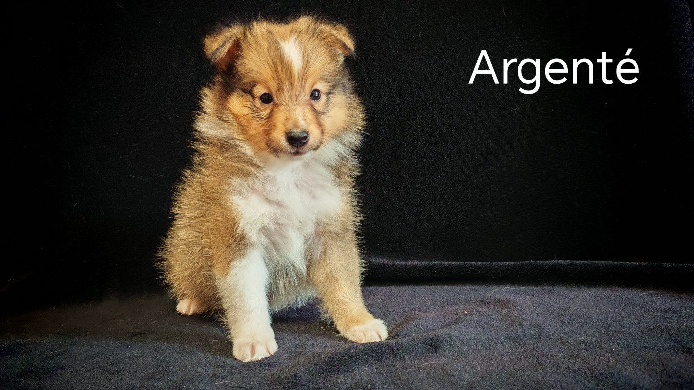 du Domaine des Airaudes - Chiots disponibles - Shetland Sheepdog