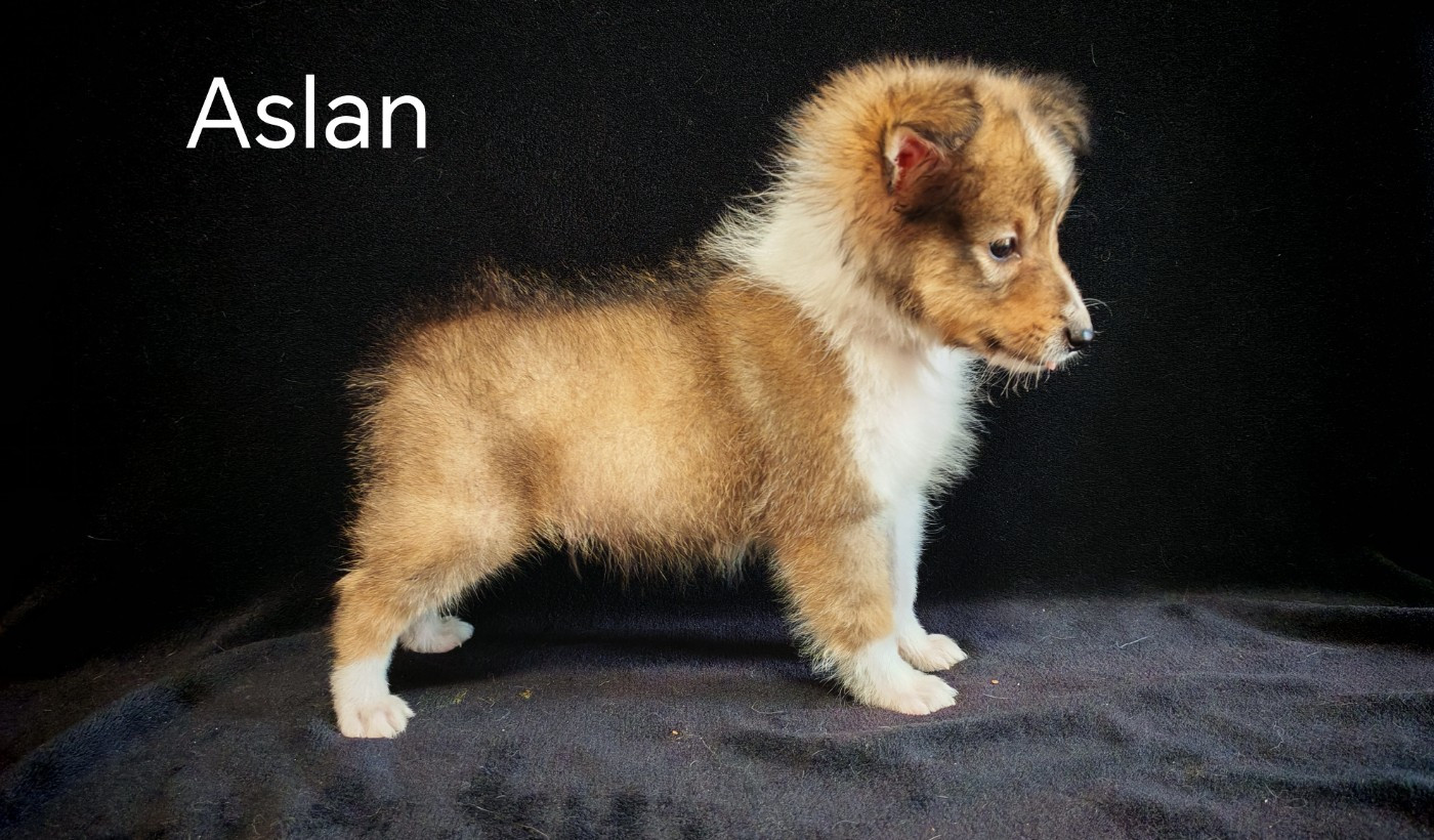 du Domaine des Airaudes - Chiots disponibles - Shetland Sheepdog