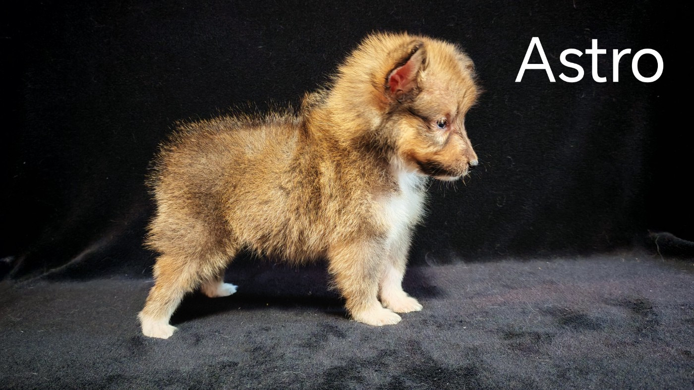 du Domaine des Airaudes - Chiots disponibles - Shetland Sheepdog