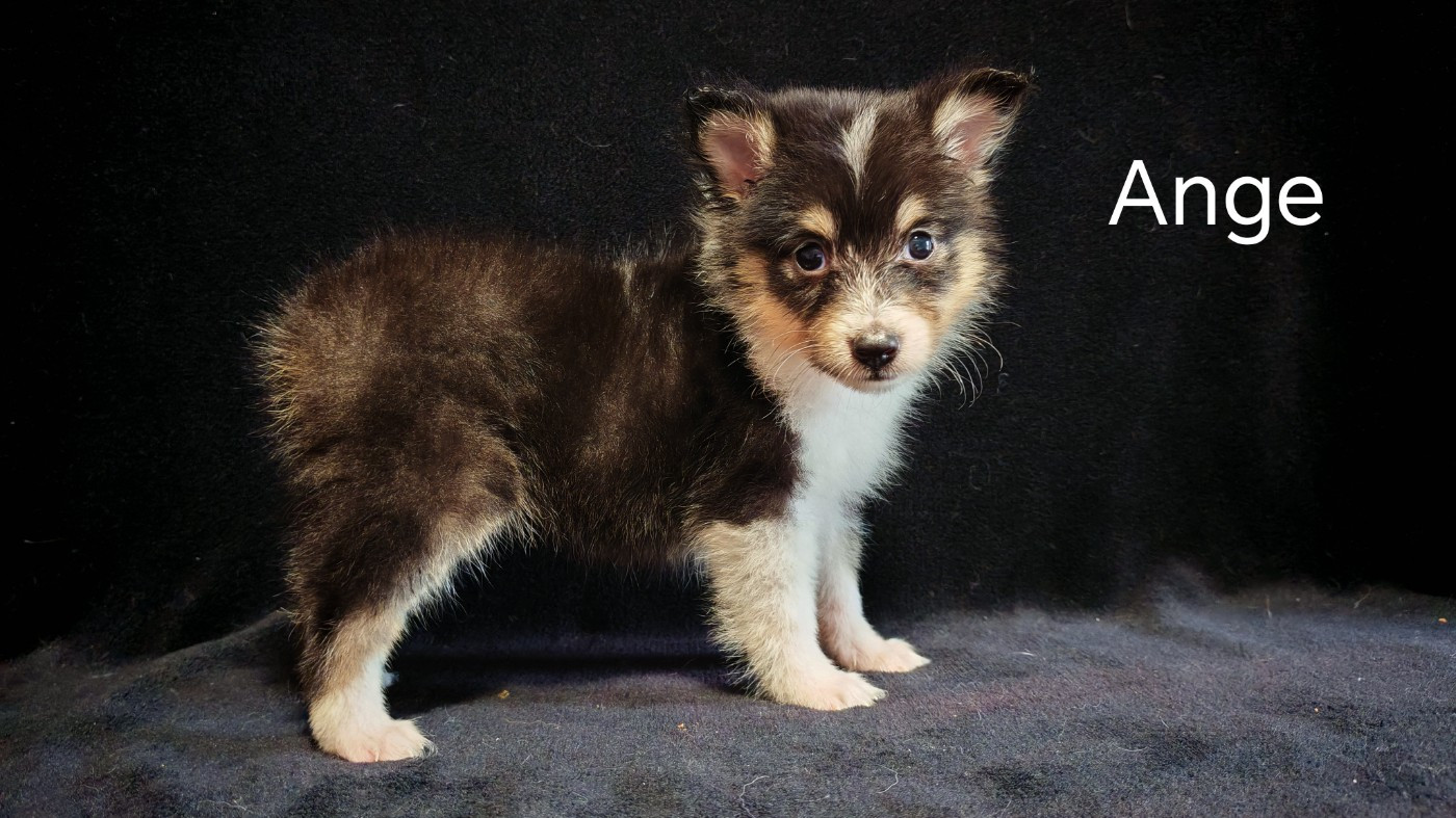 du Domaine des Airaudes - Chiots disponibles - Shetland Sheepdog