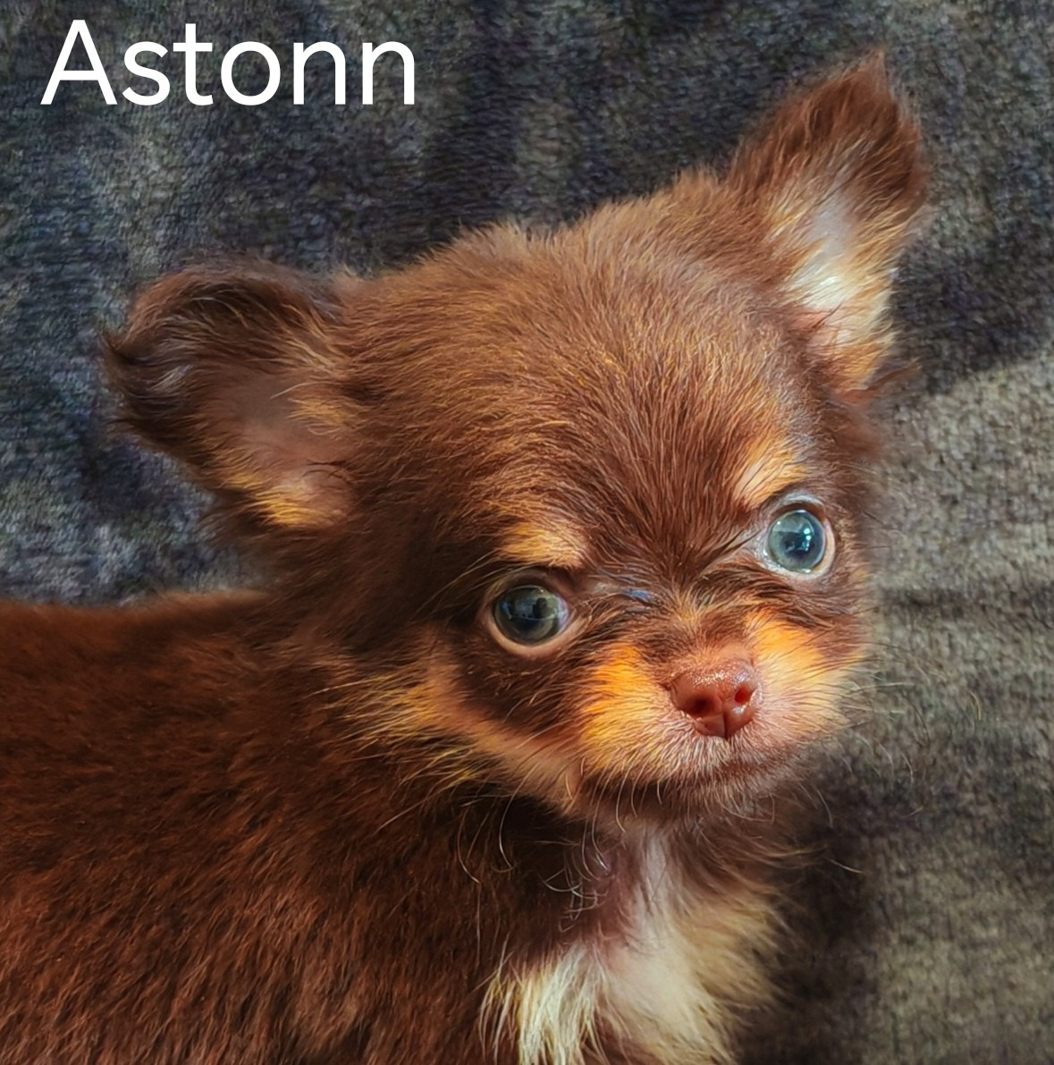 du Domaine des Airaudes - Chiots disponibles - Chihuahua