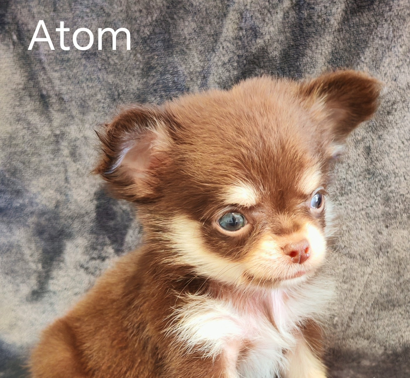 du Domaine des Airaudes - Chiots disponibles - Chihuahua