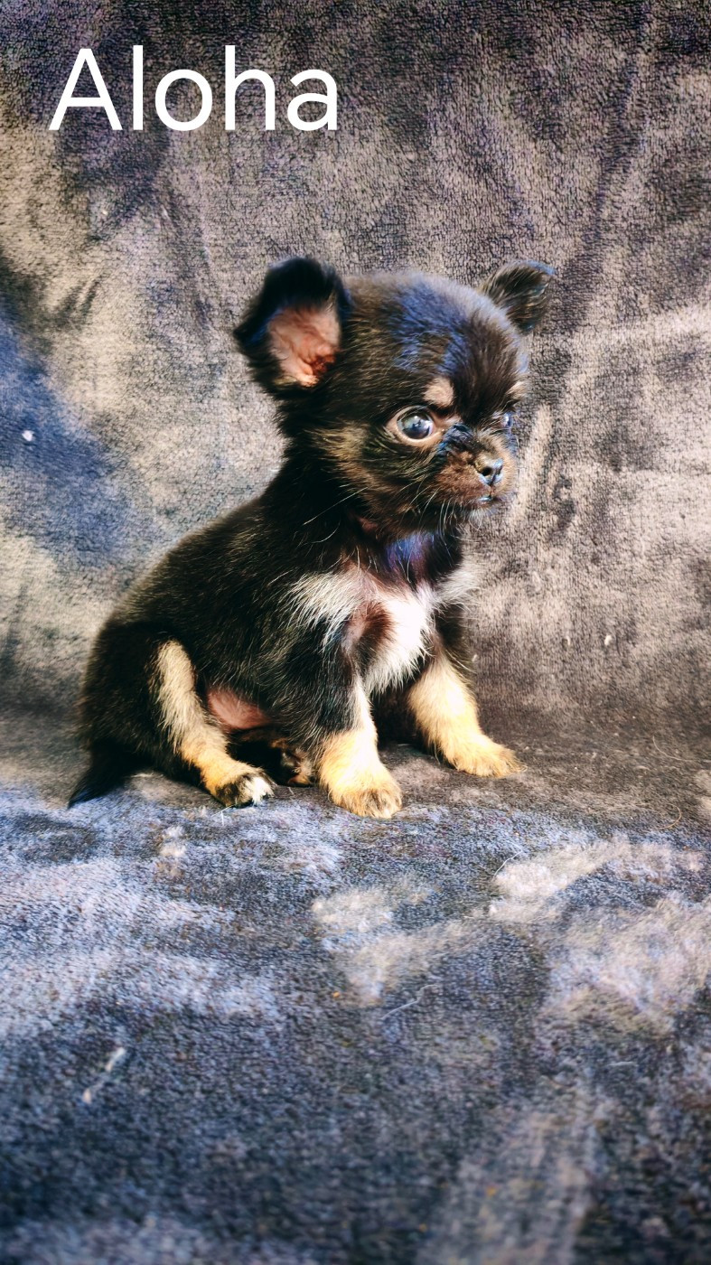 du Domaine des Airaudes - Chiots disponibles - Chihuahua