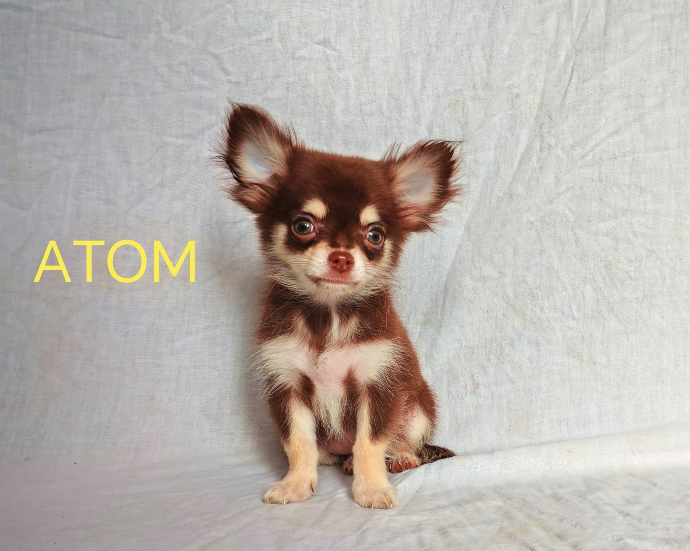 du Domaine des Airaudes - Chiots disponibles - Chihuahua