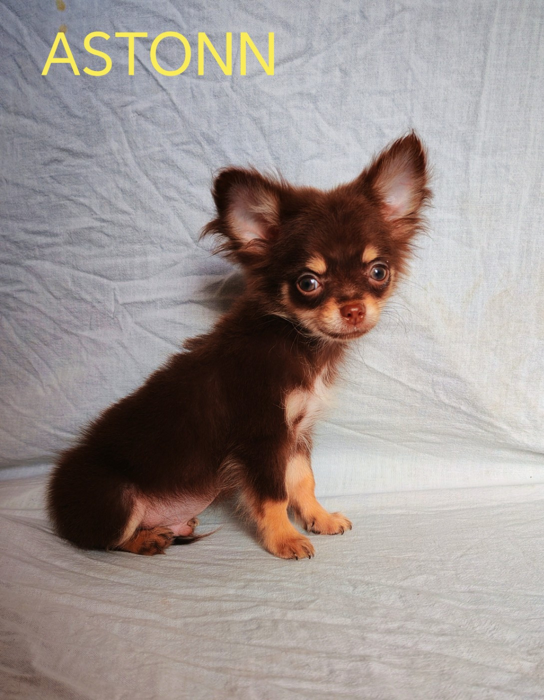 du Domaine des Airaudes - Chiots disponibles - Chihuahua