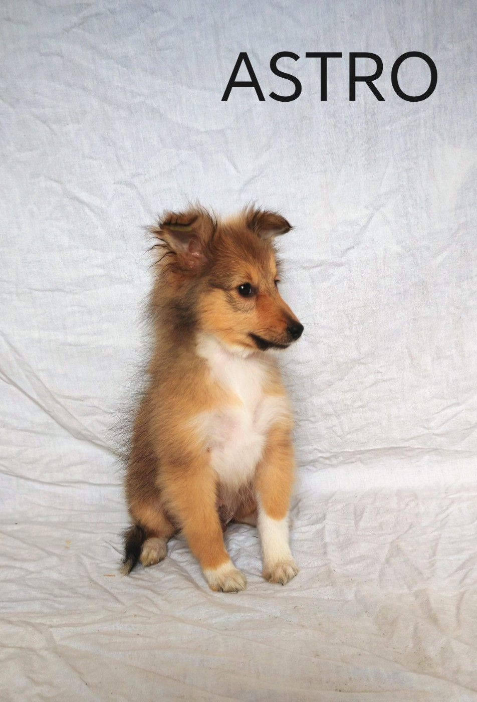 du Domaine des Airaudes - Chiots disponibles - Shetland Sheepdog