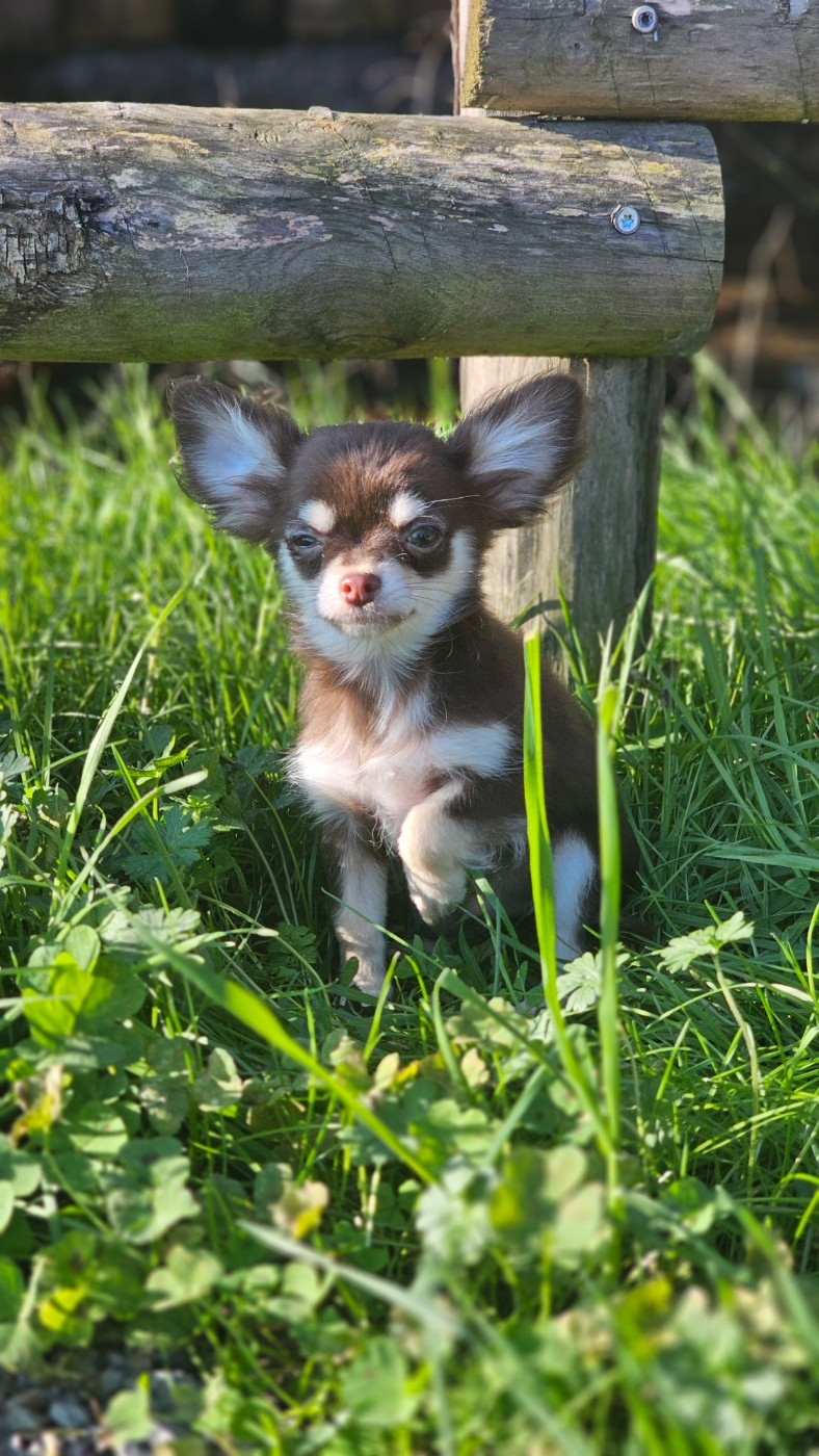 du Domaine des Airaudes - Chiots disponibles - Chihuahua