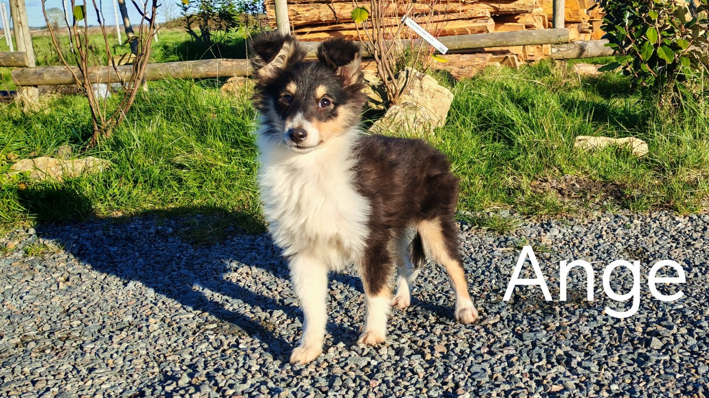 du Domaine des Airaudes - Chiots disponibles - Shetland Sheepdog