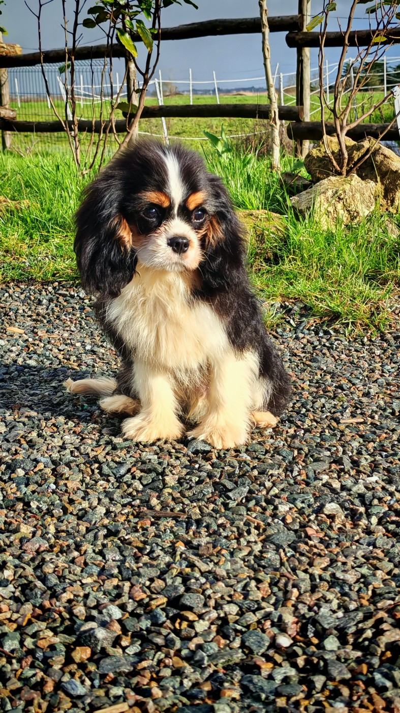 du Domaine des Airaudes - Chiots disponibles - Cavalier King Charles Spaniel