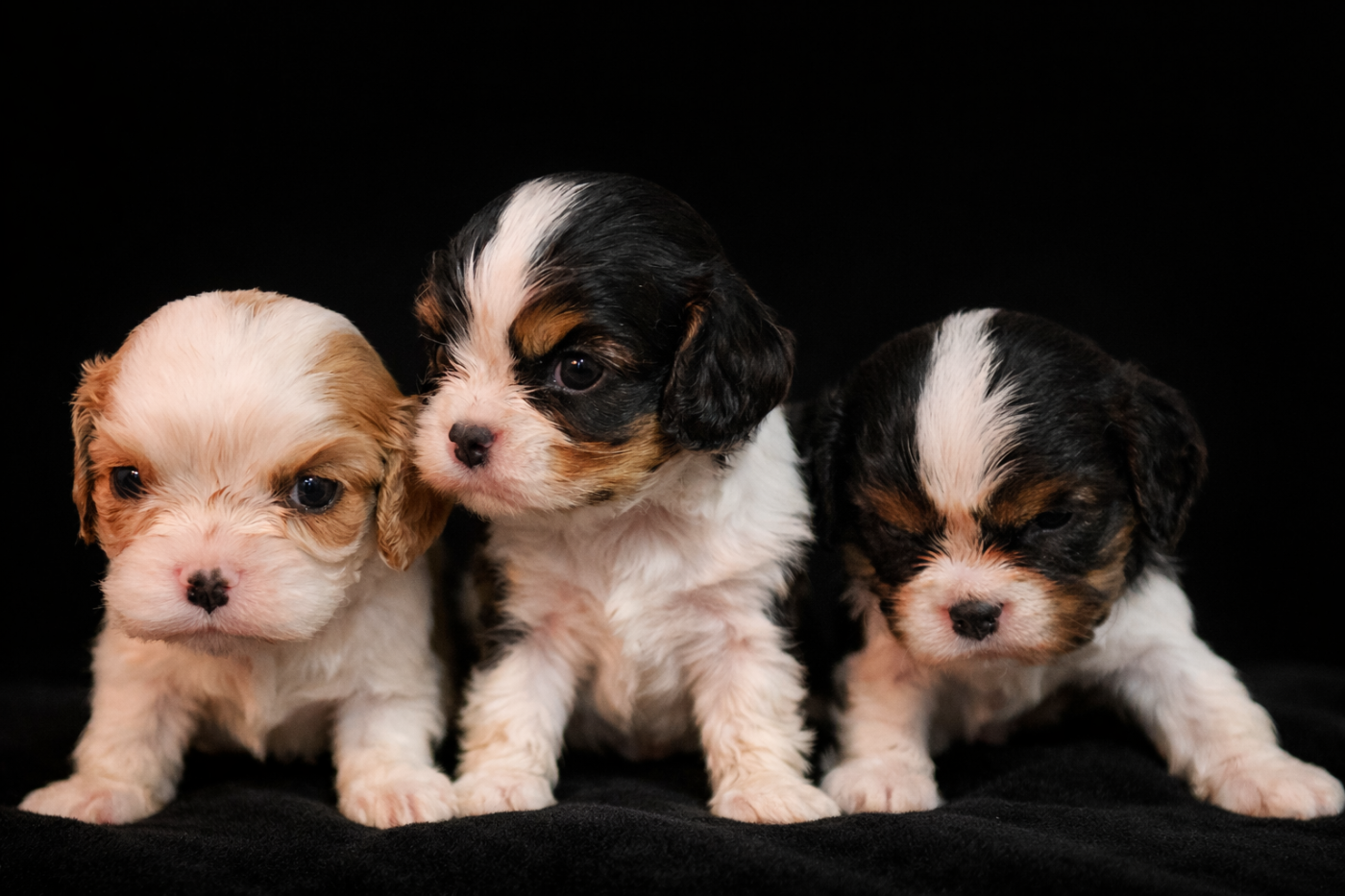 du Domaine des Airaudes - Chiots disponibles - Cavalier King Charles Spaniel
