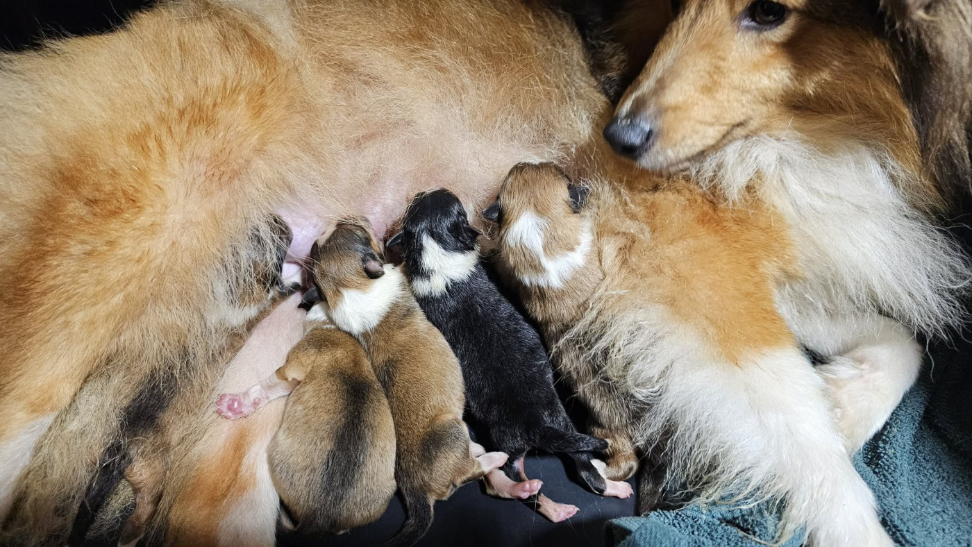 Chiot Shetland Sheepdog du Domaine des Airaudes