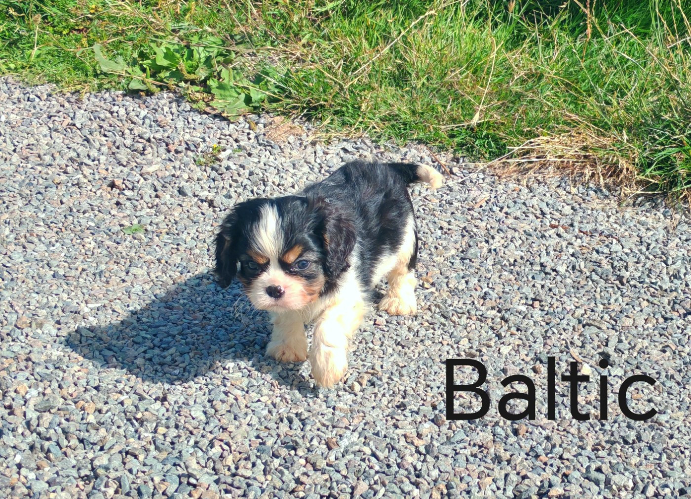 du Domaine des Airaudes - Chiots disponibles - Cavalier King Charles Spaniel