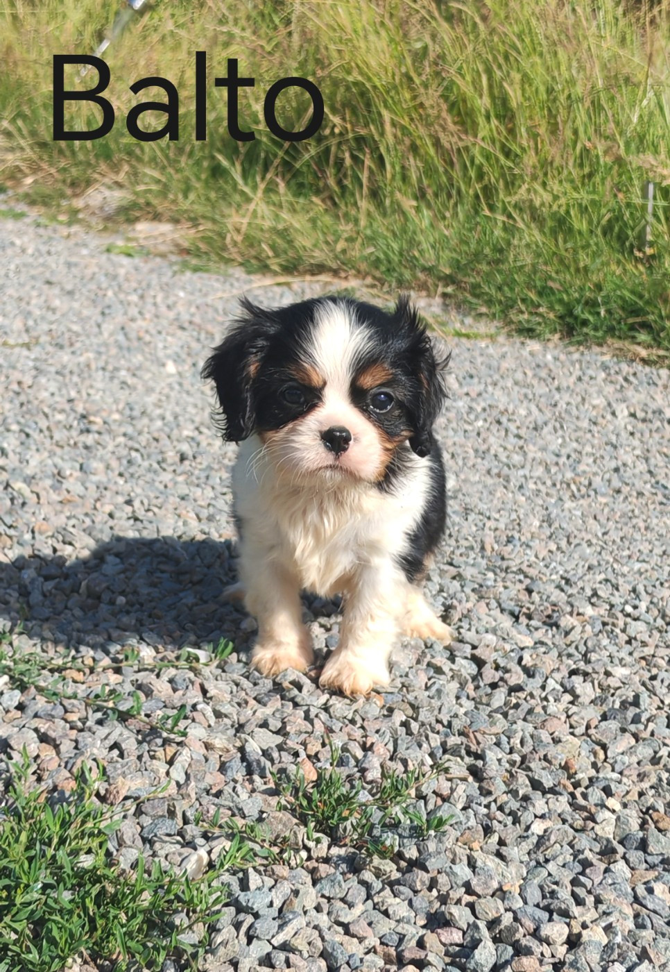 du Domaine des Airaudes - Chiots disponibles - Cavalier King Charles Spaniel