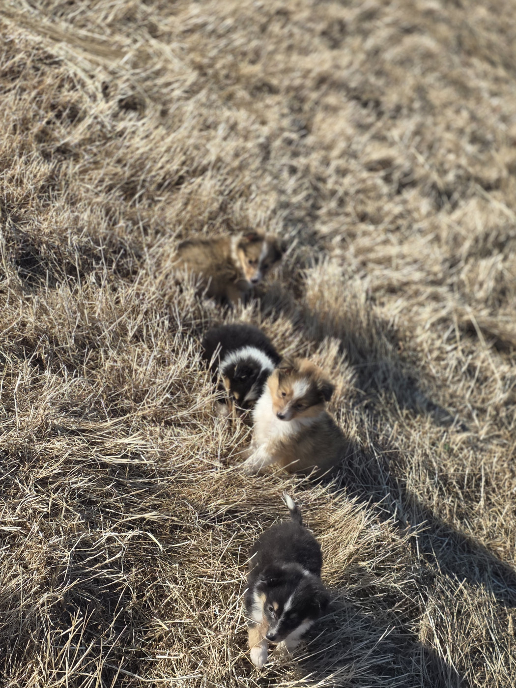 Chiot Shetland Sheepdog du Domaine des Airaudes