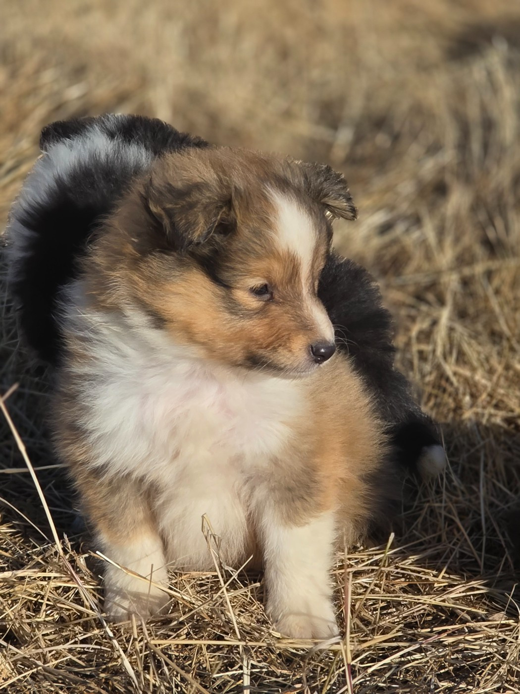 du Domaine des Airaudes - Chiots disponibles - Shetland Sheepdog