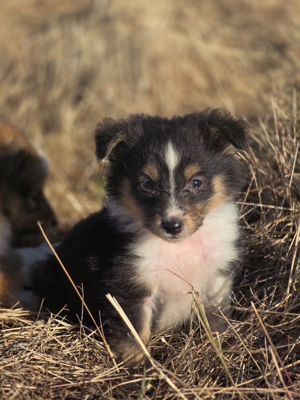 du Domaine des Airaudes - Chiots disponibles - Shetland Sheepdog