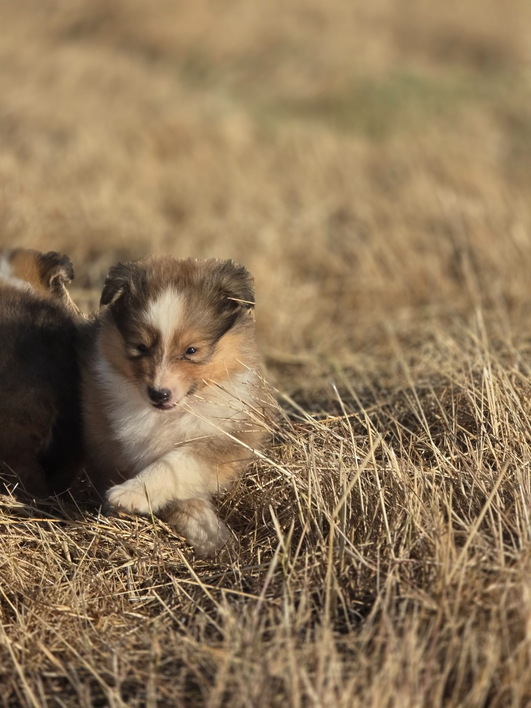 du Domaine des Airaudes - Chiots disponibles - Shetland Sheepdog