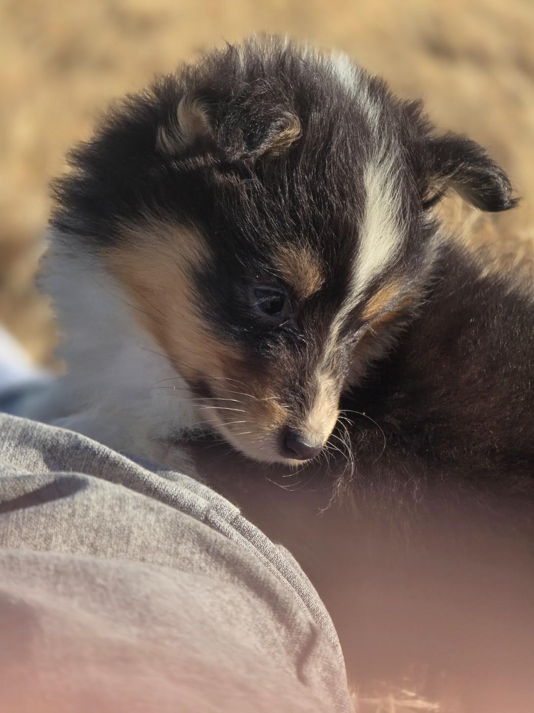 du Domaine des Airaudes - Chiots disponibles - Shetland Sheepdog