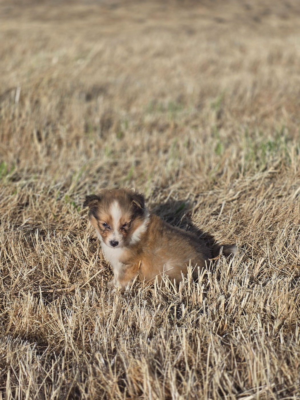 du Domaine des Airaudes - Chiots disponibles - Shetland Sheepdog