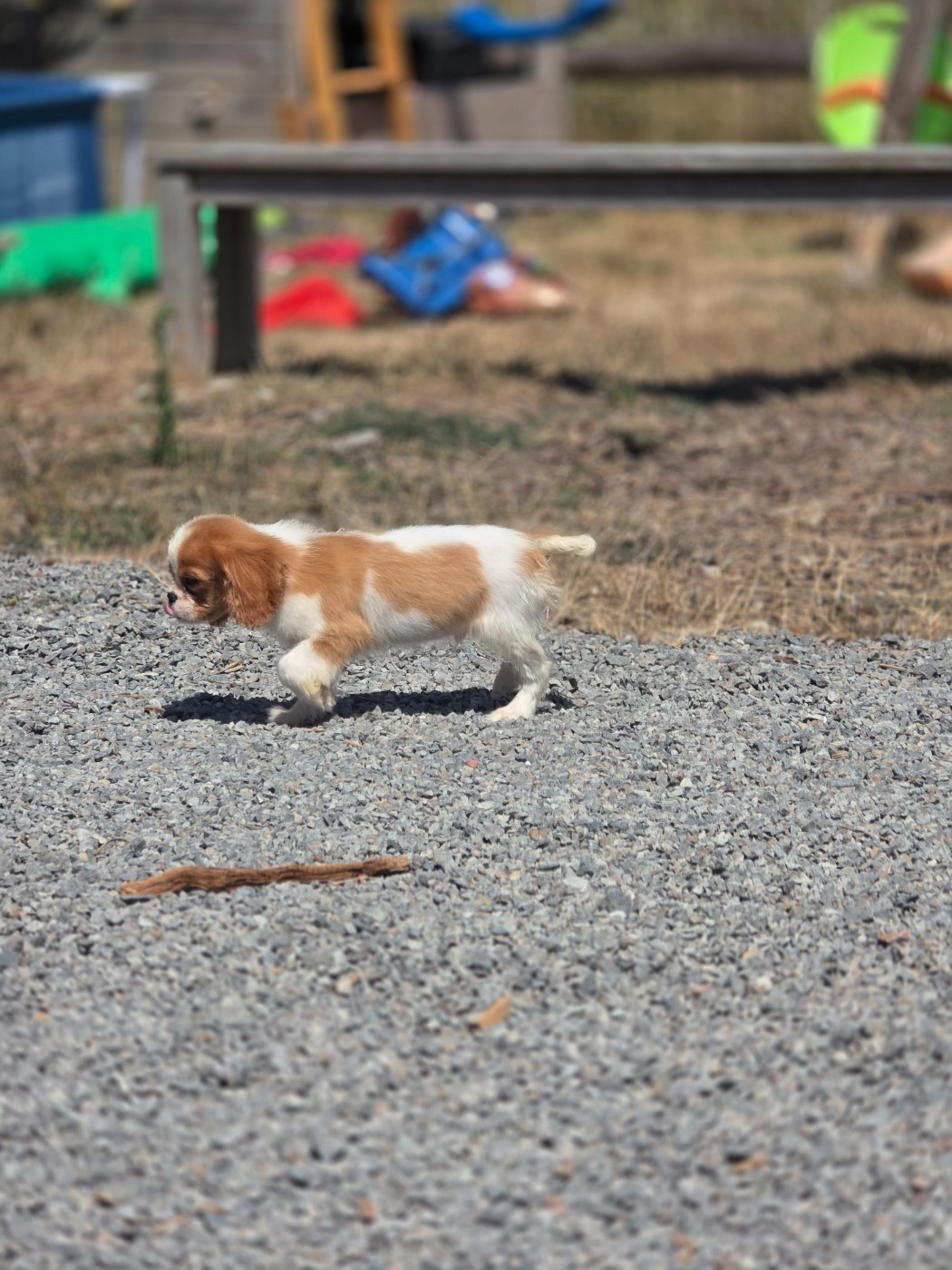 du Domaine des Airaudes - Chiots disponibles - Cavalier King Charles Spaniel