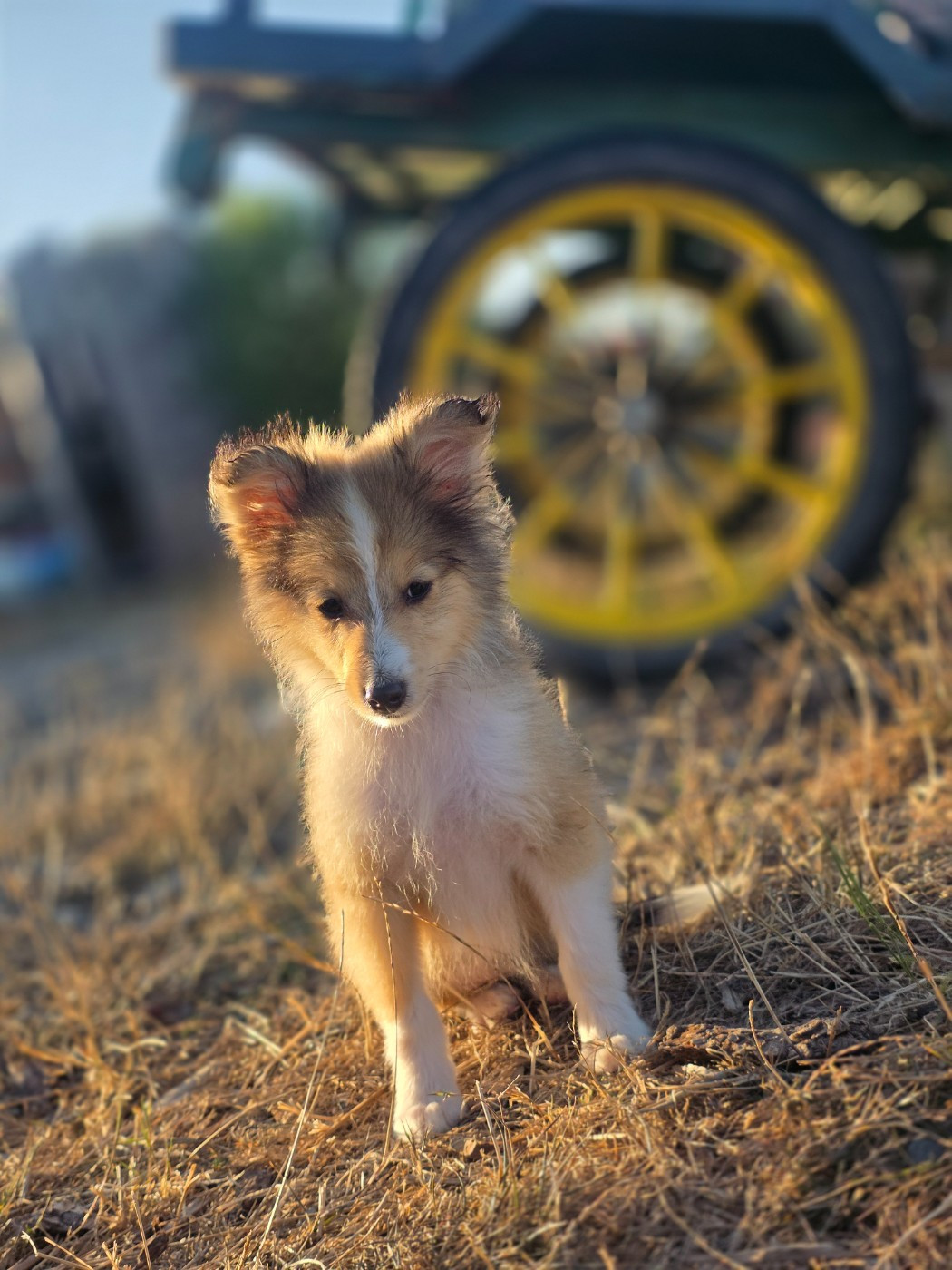 du Domaine des Airaudes - Chiots disponibles - Shetland Sheepdog